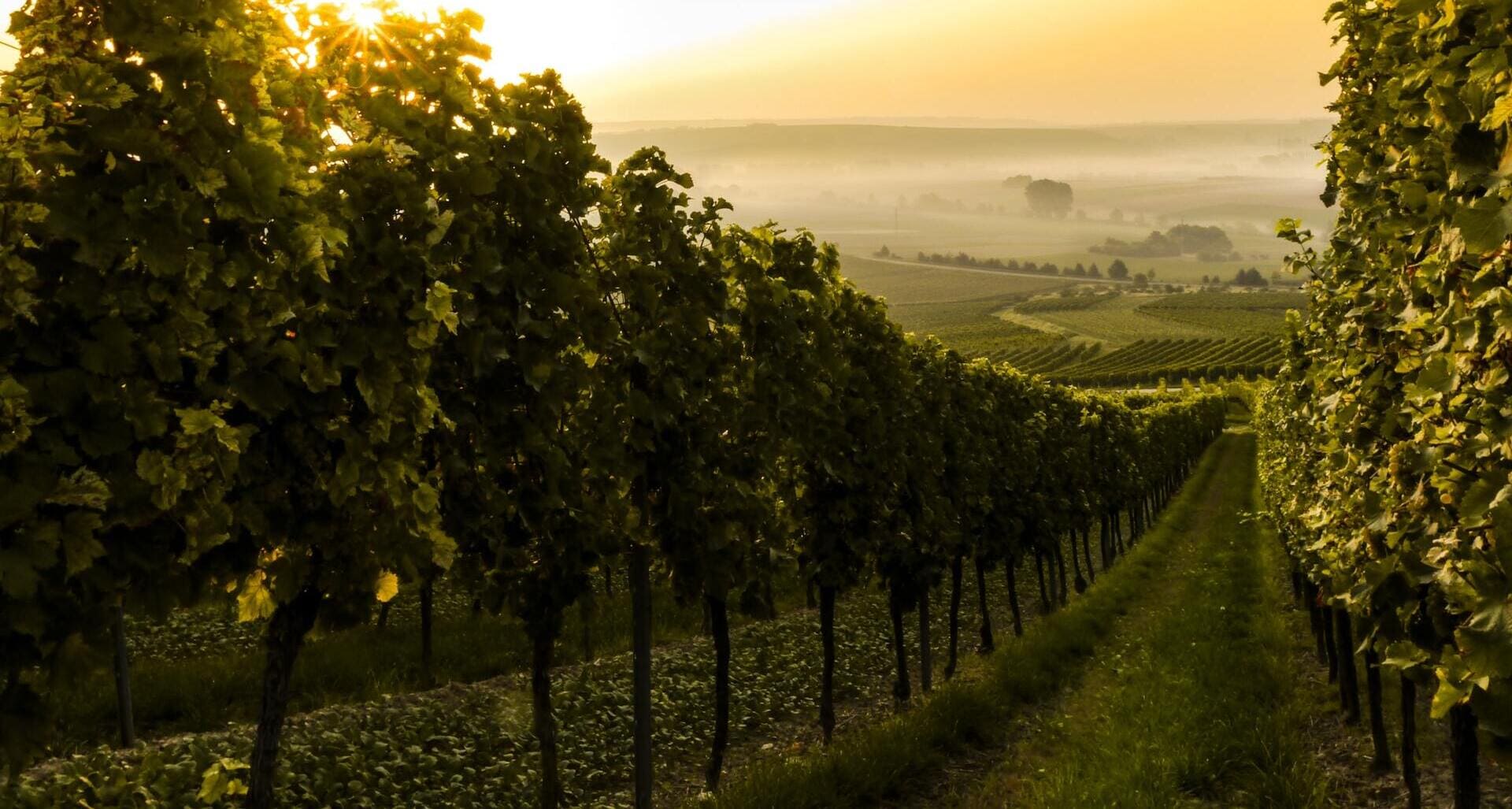 Wein Kritik Hintergrund